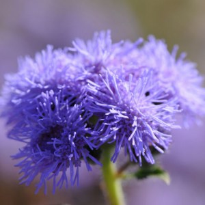 ageratum.jpg