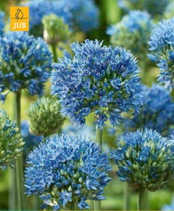 allium.jpg