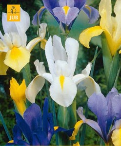 iris.jpg