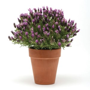 lavandula.jpg