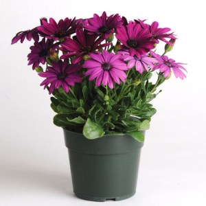 osteospermum.jpg