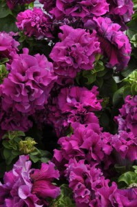 petunia_double_cascade_burgundy.jpg