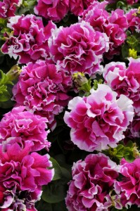 petunia_pirouette_rose.jpg