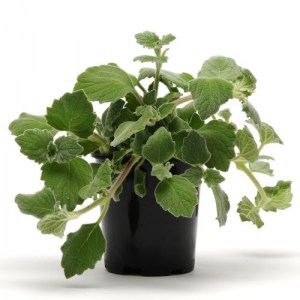 plectranthus.jpg