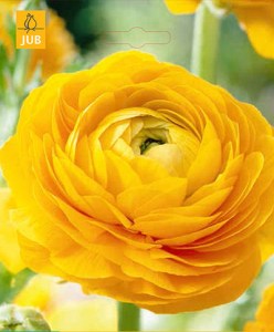 ranunculus.jpg
