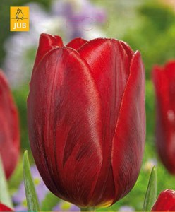 tulipany.jpg