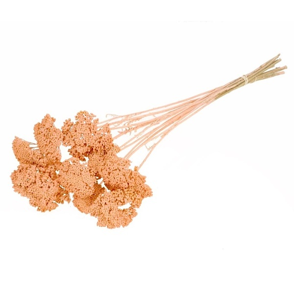 Sušené kvety Achillea parker coral misty zväzok