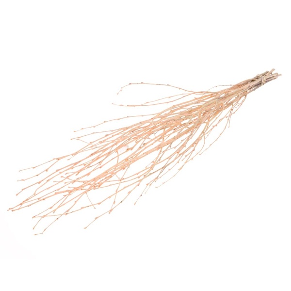 000520280.jpg