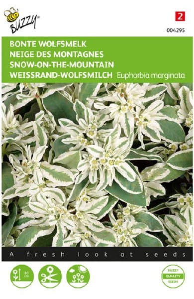 Euphorbia marginata, Pryšec, Snow-on-the-mountain cca 15 semien