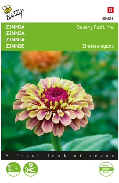 Zinnia elegans Queeny Lime Red cca 25 semien