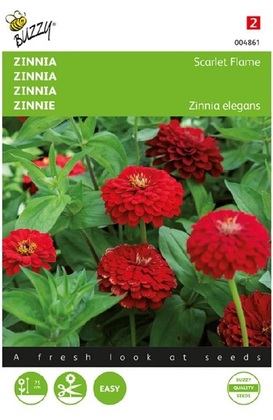 Zinnia elegans, Scarlet Flame cca 1 g