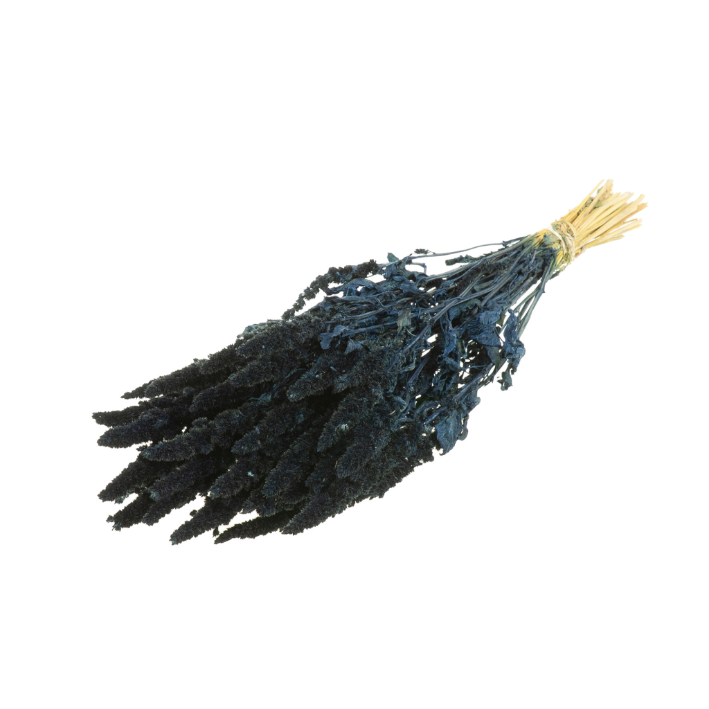 Sušené kvety Amaranthus dark blue zväzok