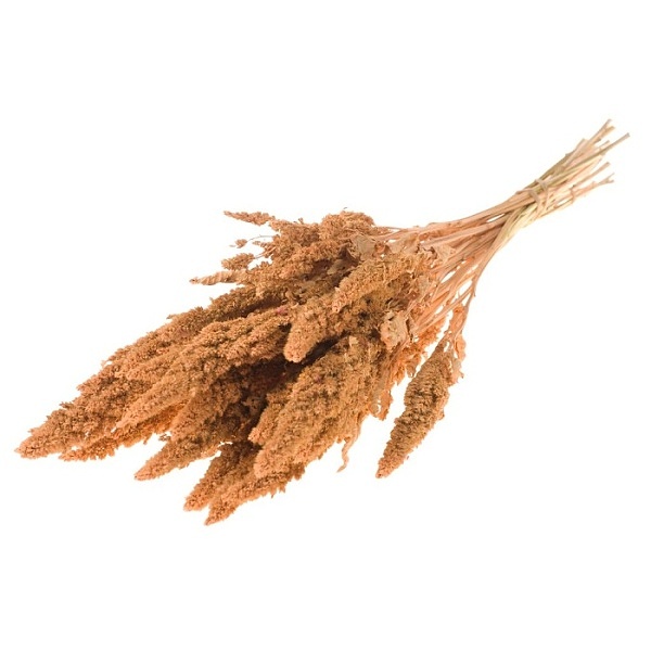 Sušené kvety Amaranthus  coral misty zväzok