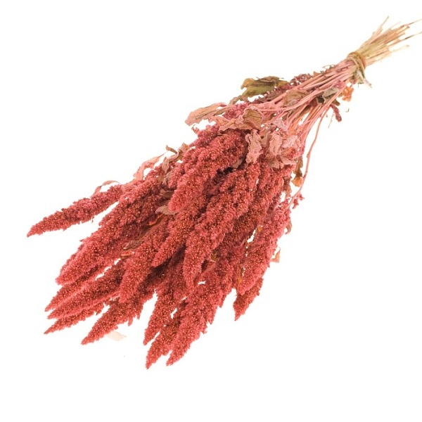 Sušené kvety Amaranthus pink zväzok