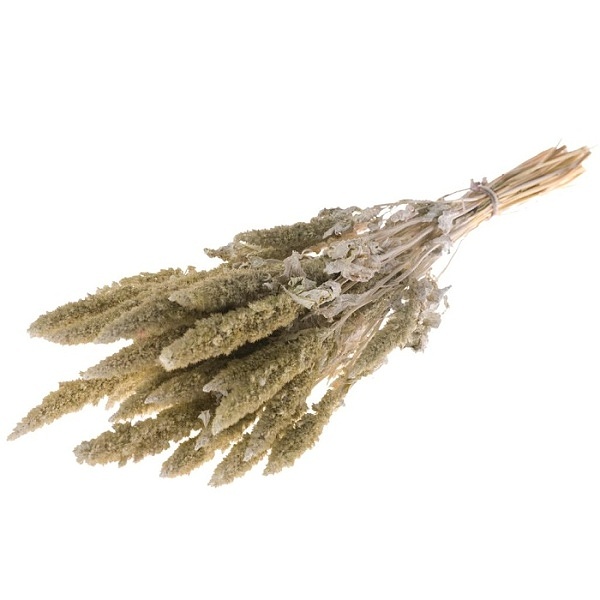 Sušené kvety Amaranthus white misty zväzok