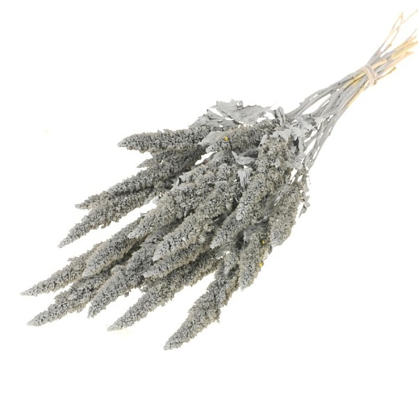 Sušené kvety Amaranthus grey misty zväzok