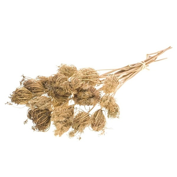 Sušené kvety Ammi majus natural zväzok