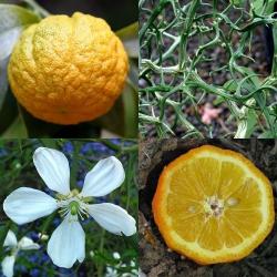 Divoký citrón mrazuvzdorný, Citrónovníkovec trojlistý Poncirus trifoliata cca 10 semien