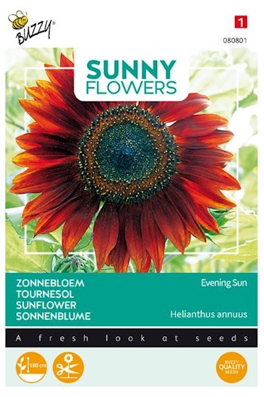 Helianthus annuus, Slnečnica Evening Sun cca 4 g