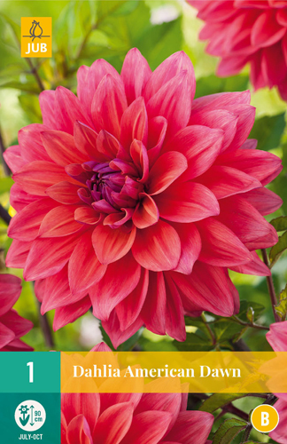 DÁLIA (GEORGÍNA) AMERICAN DAWN - 1 ks