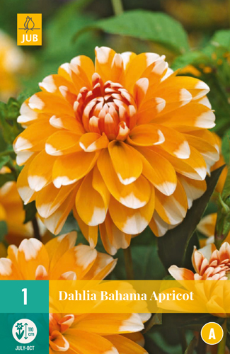 DÁLIA BAHAMA APRICOT počet kusov: 1