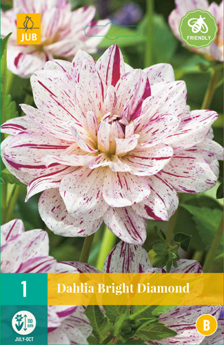 DÁLIA BRIGHT DIAMOND počet kusov: 1