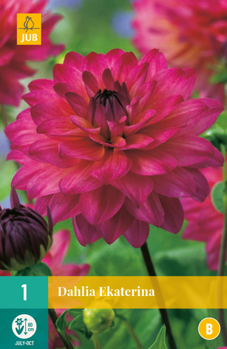 DÁLIA EKATERINA počet kusov: 1