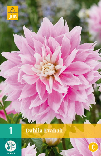 DÁLIA (GEORGÍNA) EVANAH - 1 ks 
