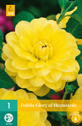 DÁLIA (GEORGÍNA) GLORY OF HEEMSTEDE - 1 ks