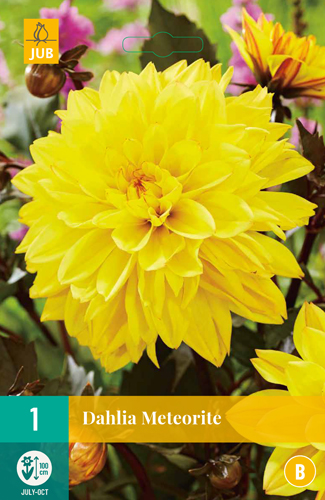 DÁLIA (GEORGÍNA) METEORITE - 1 ks