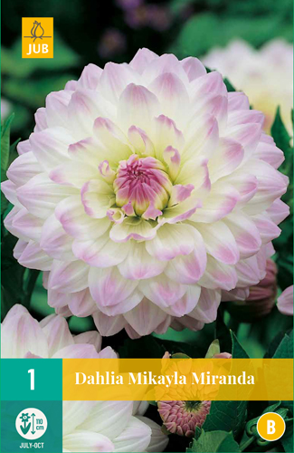 DÁLIA MIKAYLA MIRANDA pocet kusov: 1