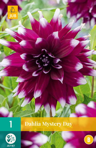 DÁLIA (GEORGÍNA) MYSTERY DAY - 1 ks