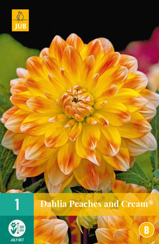 DÁLIA PEACHES AND CREAM počet kusov: 1