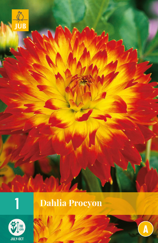 DÁLIA (GEORGÍNA) PROCYON - 1 ks