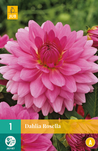 DÁLIA (GEORGÍNA) ROSELLA - 1 ks