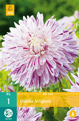 DÁLIA AVIGNON počet kusov: 1