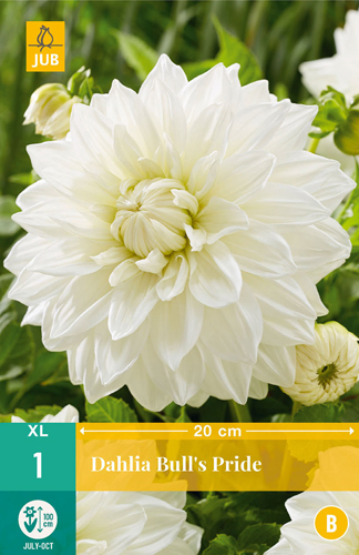 DÁLIA (GEORGÍNA) BULL´S PRIDE - 1 ks