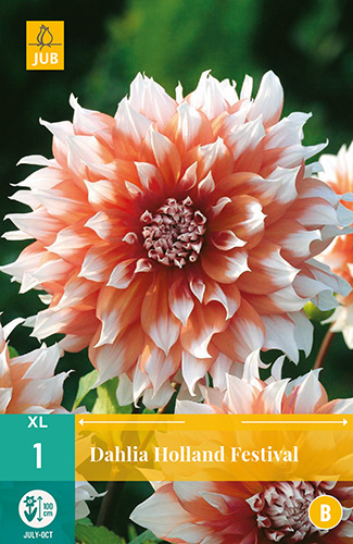 DÁLIA HOLLAND FESTIVAL 1 kus