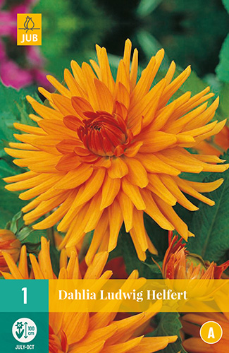 DÁLIA LUDWIG HELFERT 1 kus