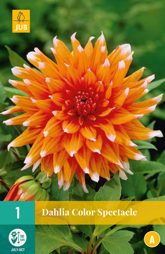DÁLIA (GEORGÍNA) colour SPECTACLE - 1 ks