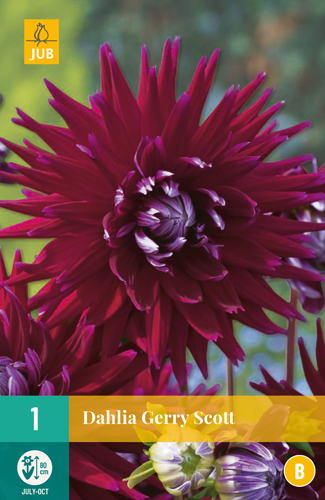 DÁLIA GERRY SCOTT počet kusov: 1
