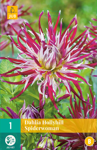 DÁLIA (GEORGÍNA) HOLLYHILL SPIDERWOMAN - 1 ks