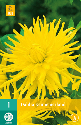 DÁLIA (GEORGÍNA) KENNEMERLAND - 1 ks
