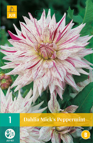 DÁLIA MICK'S PEPPERMINT počet kusov: 1