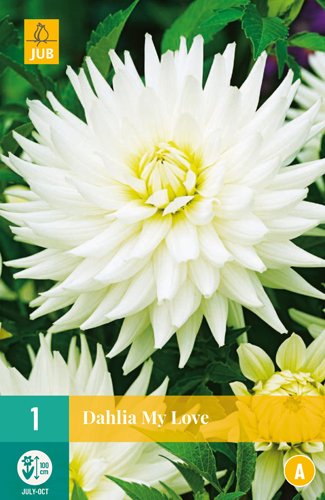 DÁLIA (GEORGÍNA) MY LOVE - 1 ks