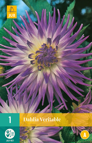 DÁLIA (GEORGÍNA) VERITABLE - 1 ks