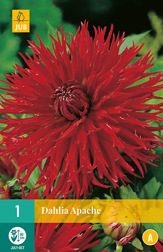 DÁLIA APACHE 1 kus
