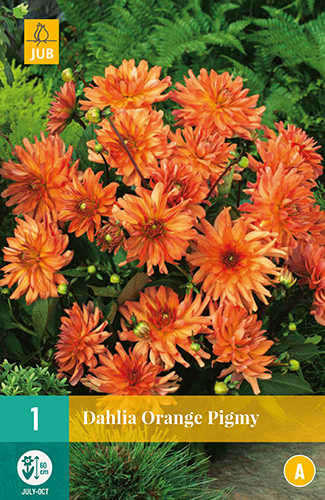 DÁLIA ORANGE PIGMY 1 kus