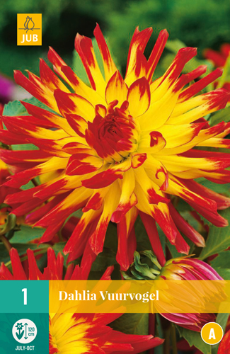 DÁLIA VUURVOGEL počet kusov: 1