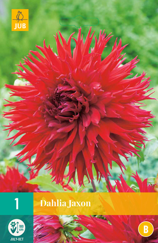 DÁLIA (GEORGÍNA) JAXON - 1 ks